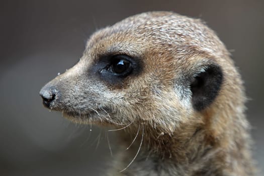 Meerkat