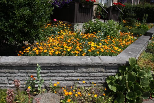 Front garden with marigolds