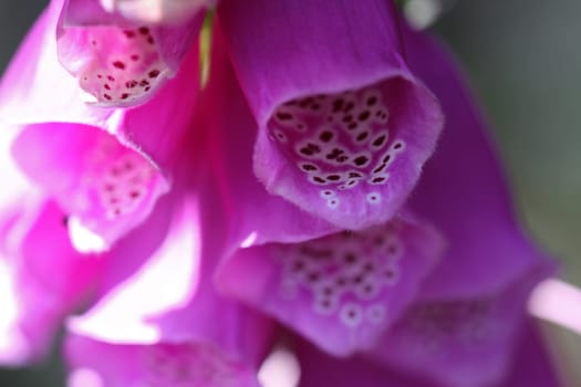 Red foxglove