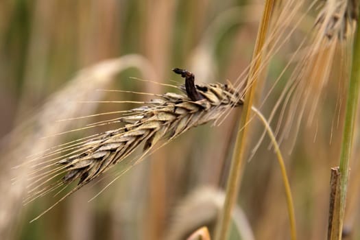 Ergot on rye