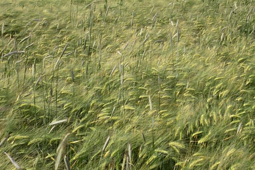 Grain field (barley)