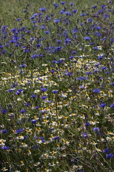 Cornflowers