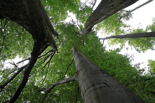 Old beech forest
