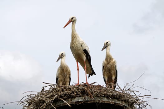 Stork's Nest