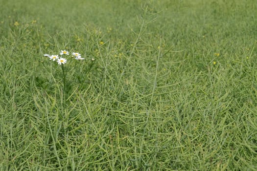 Margerite in the rapeseed field