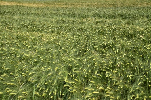 Grain field (barley)