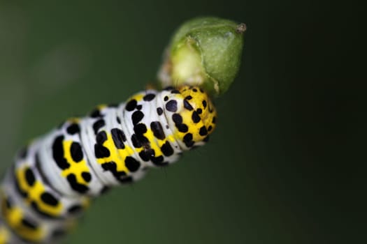 Brownroot monk (caterpillar)