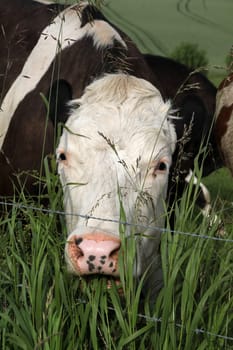 Black and White Cow