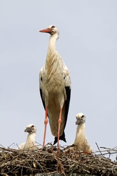 Stork's Nest