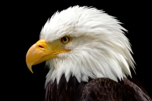 Friendly eagle