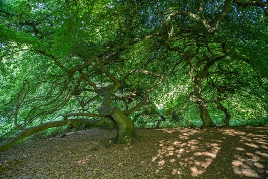 Witches' Forest