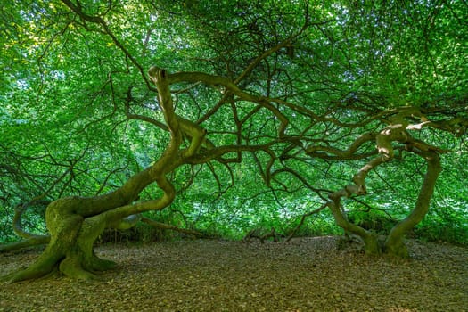 Witches' Forest