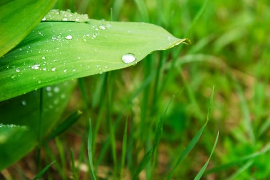 Wild garlic leaf on a background of nature in summer
