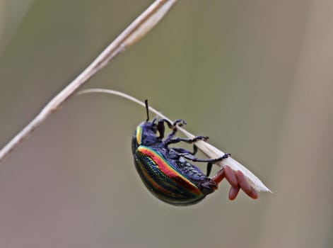 Rainbow leaf beetle (Chrysolina cerealis) laying eggs
