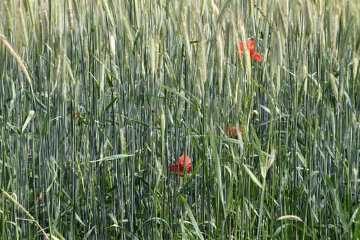 Green barley