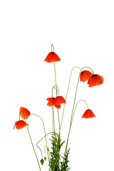 Poppy isolated on white background