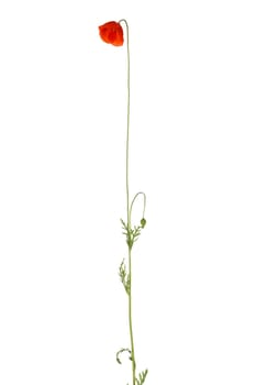 Poppy isolated on white background