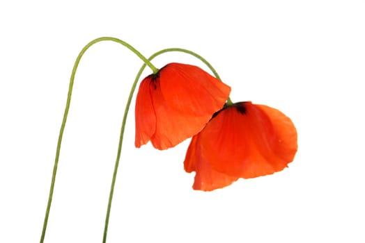 Poppy isolated on white background