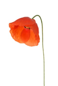 Poppy isolated on white background