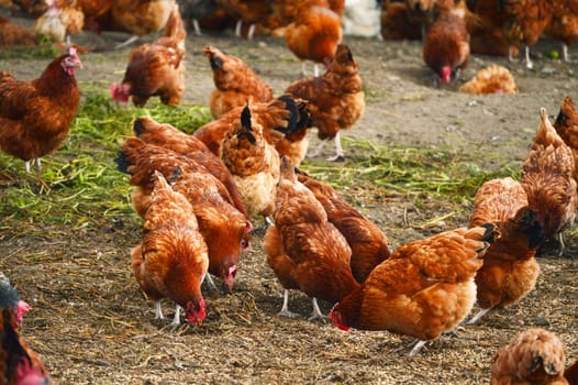 Traditional free range poultry farming