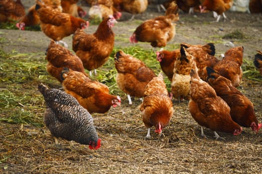 Traditional free range poultry farming