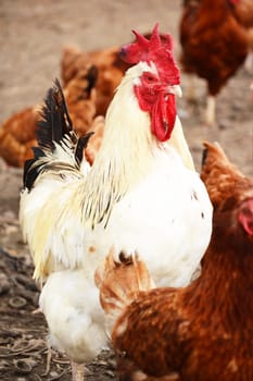 Rooster in traditional free range poultry farming