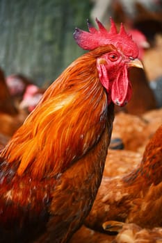 Rooster in traditional free range poultry farming