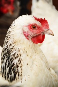 Traditional free range poultry farming