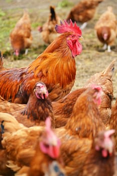 Rooster in traditional free range poultry farming