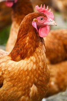 Traditional free range poultry farming