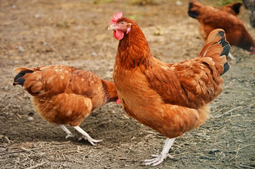 Traditional free range poultry farming