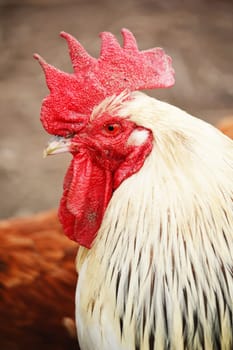 Rooster in traditional free range poultry farming