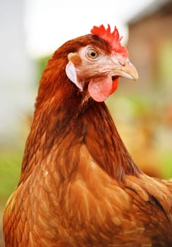 Traditional free range poultry farming