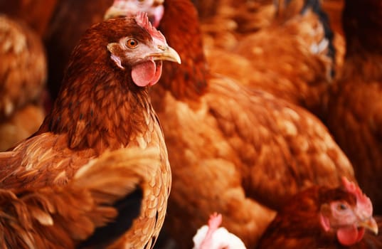 Traditional free range poultry farming