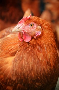 Traditional free range poultry farming