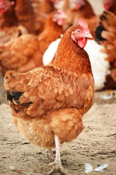 Traditional free range poultry farming