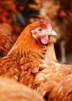 Traditional free range poultry farming