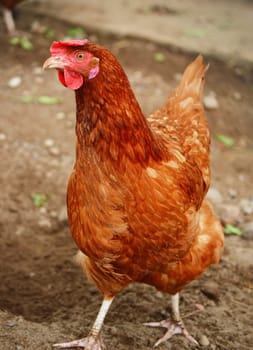 Traditional free range poultry farming