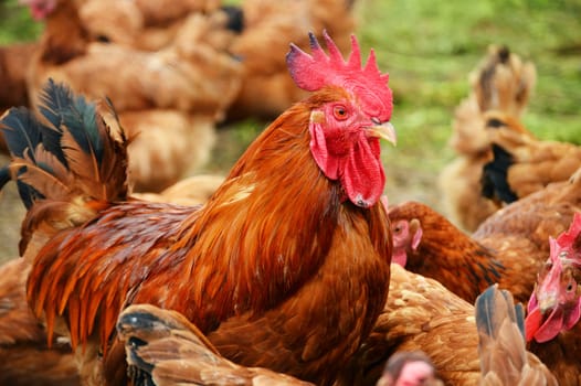 Rooster in traditional free range poultry farming