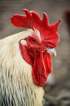 Rooster in traditional free range poultry farming