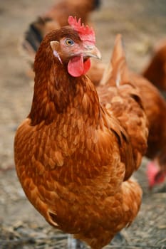 Traditional free range poultry farming