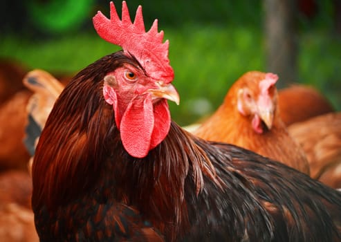 Rooster in traditional free range poultry farming