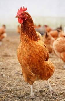 Traditional free range poultry farming