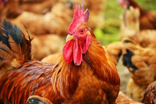 Rooster in traditional free range poultry farming