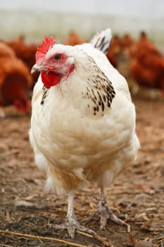 Traditional free range poultry farming