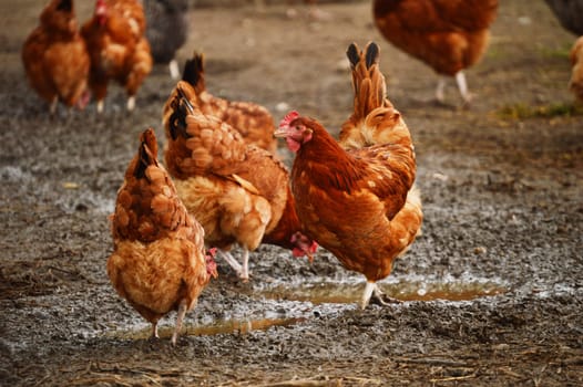 Traditional free range poultry farming