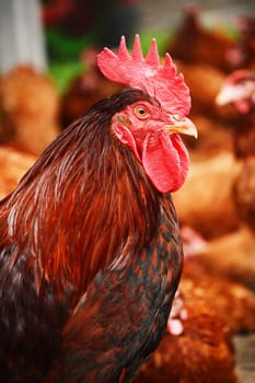 Rooster in traditional free range poultry farming