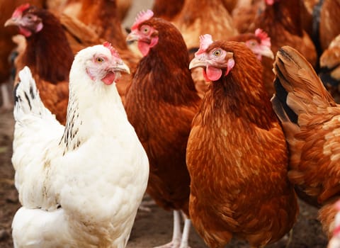 Traditional free range poultry farming