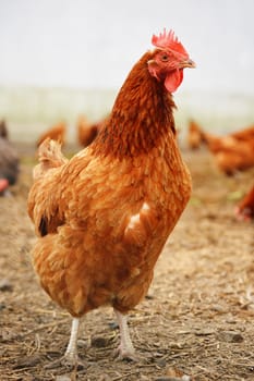 Traditional free range poultry farming
