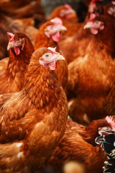 Traditional free range poultry farming